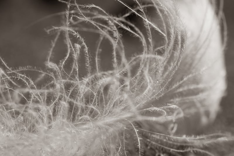 Soft Murmurs